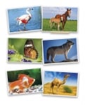Карти - Снимки на животни