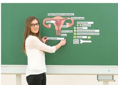 Комплект Човешки репродуктивни органи, магнитен