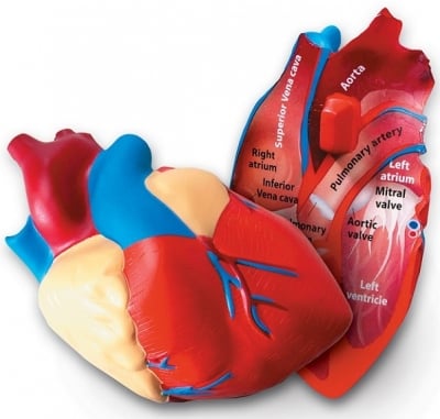 Модел на сърце - в надлъжен разрез