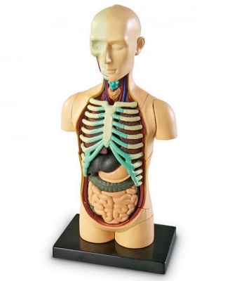 Модел на човешко тяло, 11см