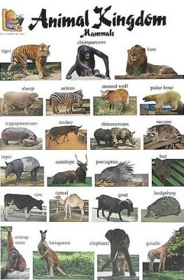 Табло Англ.език “Animal kingdom“ 53х77см, изд.Гея Либрис