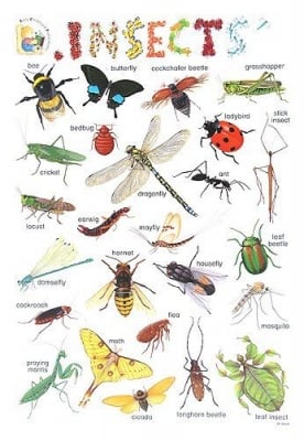 Табло Англ.език “Insects“ 53х77см, изд.Гея Либрис