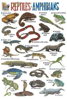 Табло Англ.език “Reptiles&Amphibians“ 53х77см, изд.Гея Либрис