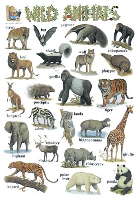 Табло Англ.език “Wild animals“ 53х77см, изд.Гея Либрис
