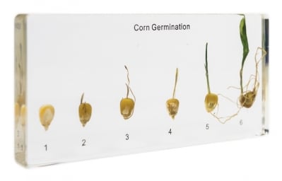 Модел - Цикъл на развитие на царевица