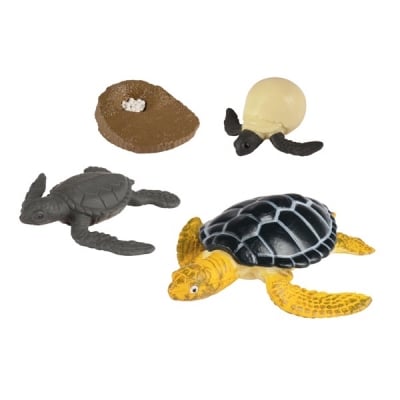 Модел - Жизнен цикъл на морска костенурка