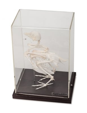 Модел - Скелет на гълъб