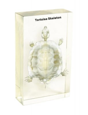 Модел - Скелет на костенурка