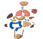 Шаблони на човешки органи