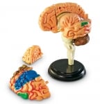Модел на мозък