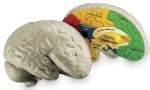 Модел на мозък - в надлъжен разрез