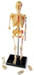 Модел на скелет на човек, 23см