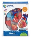 Модел на сърце