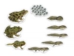 Комплект Цикъл на развитие на жаба, магнитен