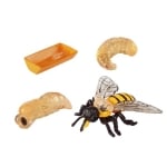 Модел - Жизнен цикъл на пчела