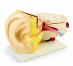 Модел на Ухо, 4 части