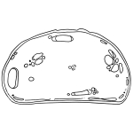 Печати - Здравословни храни, 12 броя (Ø-7.5 см)